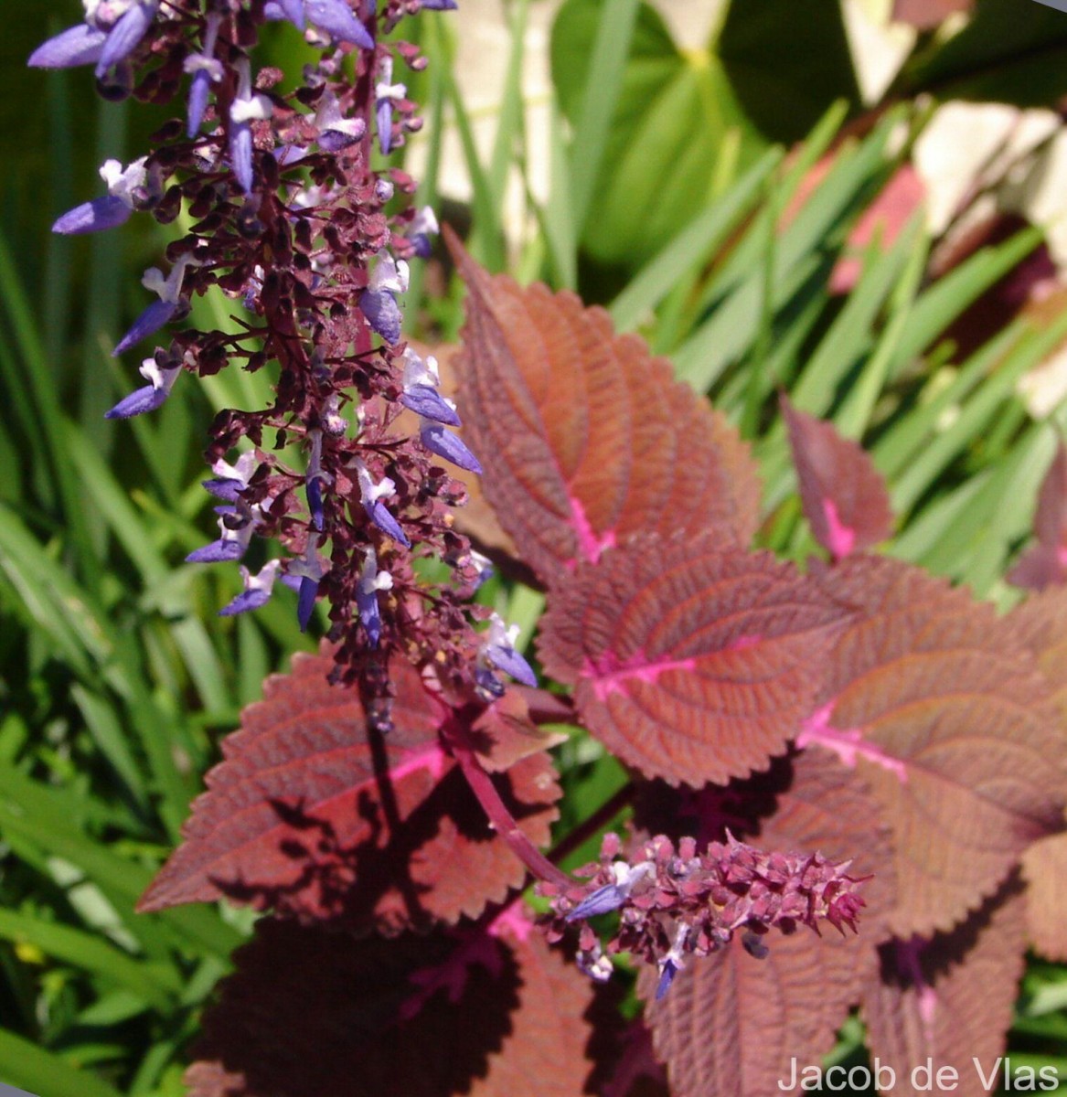 Coleus scutellarioides (L.) Benth.